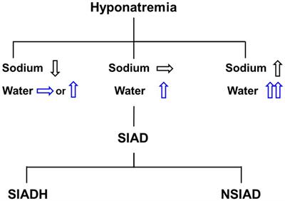 The Role of Vasopressin V2 Receptor in Drug-Induced Hyponatremia